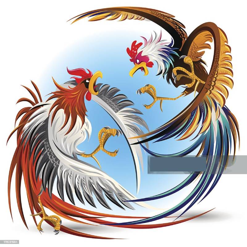 Cách Xem Màu Mạng Gà Đá Theo Ngày Để Chọn Kèo Chuẩn Xác