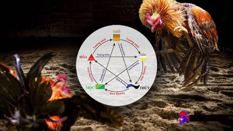 Cách coi ngày đá gà hôm nay theo ngũ hành