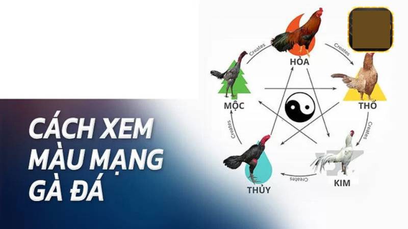 Cách xem màu mạng gà đá theo từng ngày trong tuần