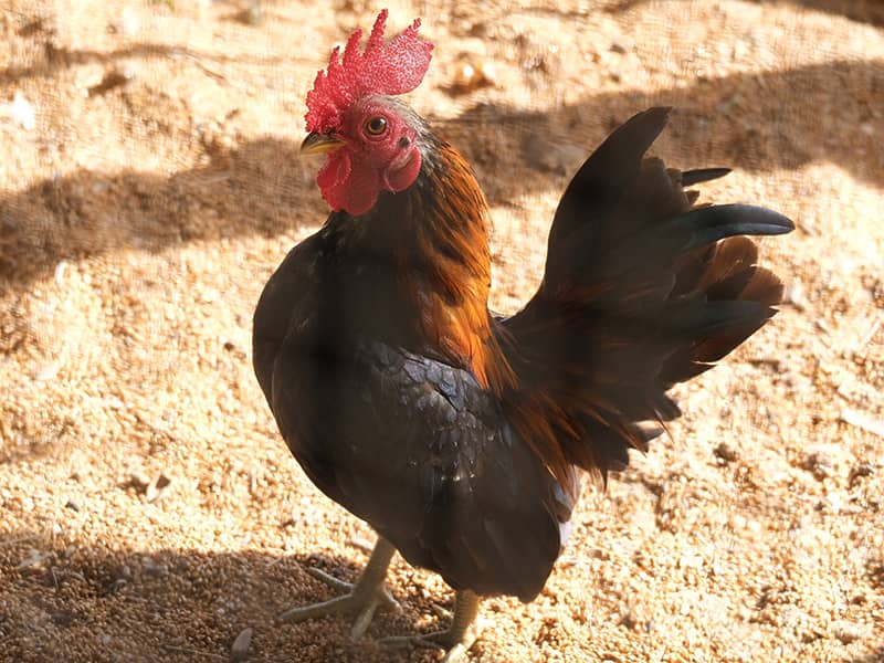 Chế độ dinh dưỡng hợp lý cho gà tre Mã Lai