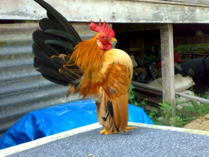 Chuồng trại – nền tảng cho sự phát triển của gà tre Mã Lai