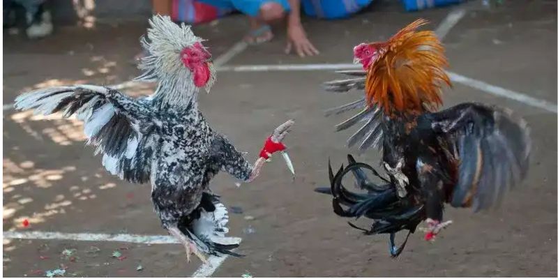 Đá gà cựa dao – Cuộc đấu sinh tử