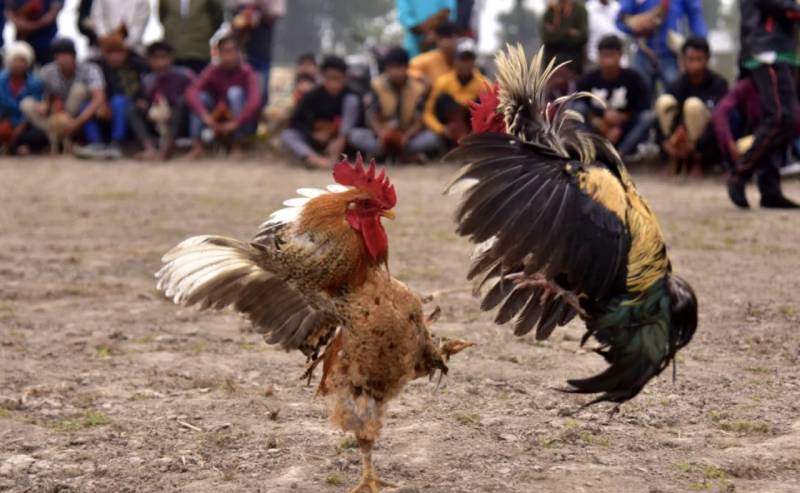 Kinh nghiệm của sư kê khi chọn gà theo màu mạng