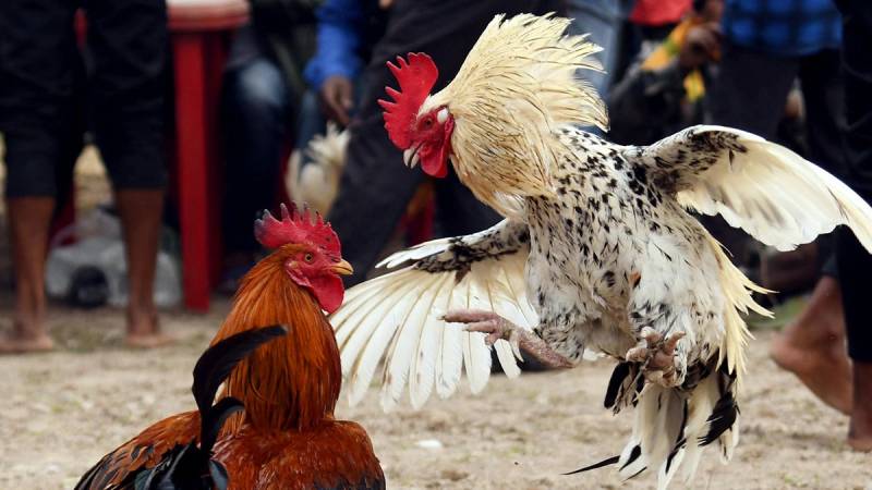 Tại Sao Đá Gà Trên Mạng Luôn Thua? Giải Đáp Thắc Mắc Chuẩn 5 Vì sao càng am hiểu gà chọi thì càng dễ thất vọng?