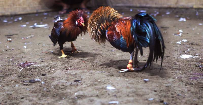 Yếu tố thực tế khi áp dụng xem màu mạng gà đá